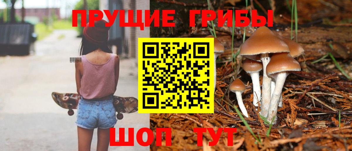 Псилоцибиновые грибы GOLDEN TEACHER  Вход с VPN  Псилоцибиновые грибы Magic Shrooms  Каменка 